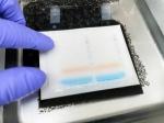 Troubleshooting Protein Quantification Issues in SDS-PAGE